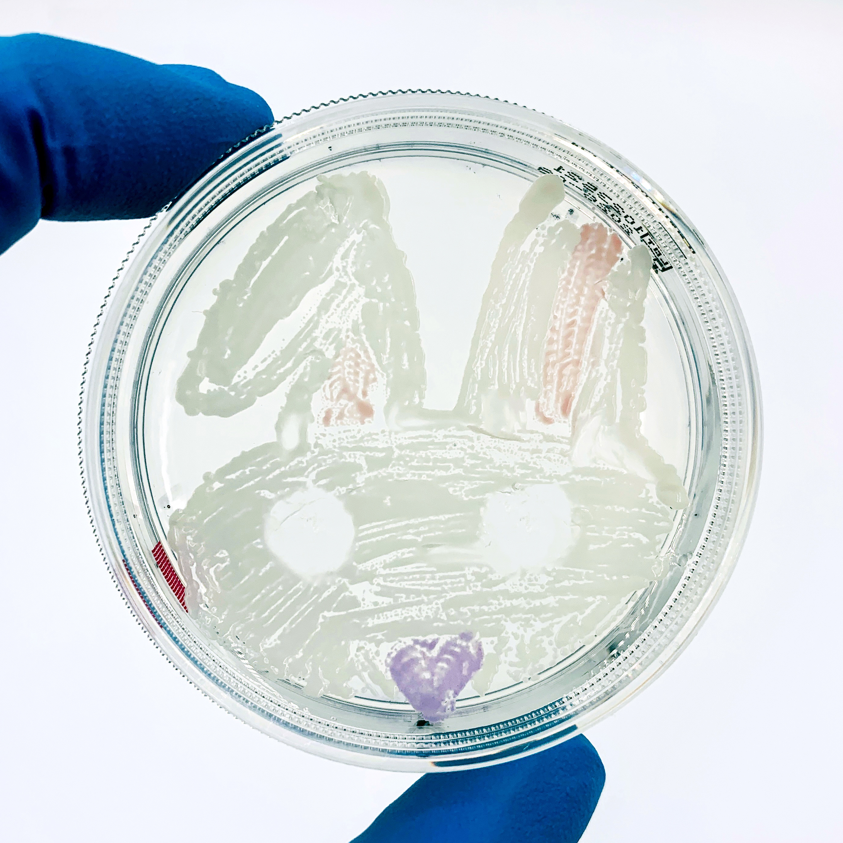 amino_labs_colored_yeast_agar_art_petri_dish.jpg