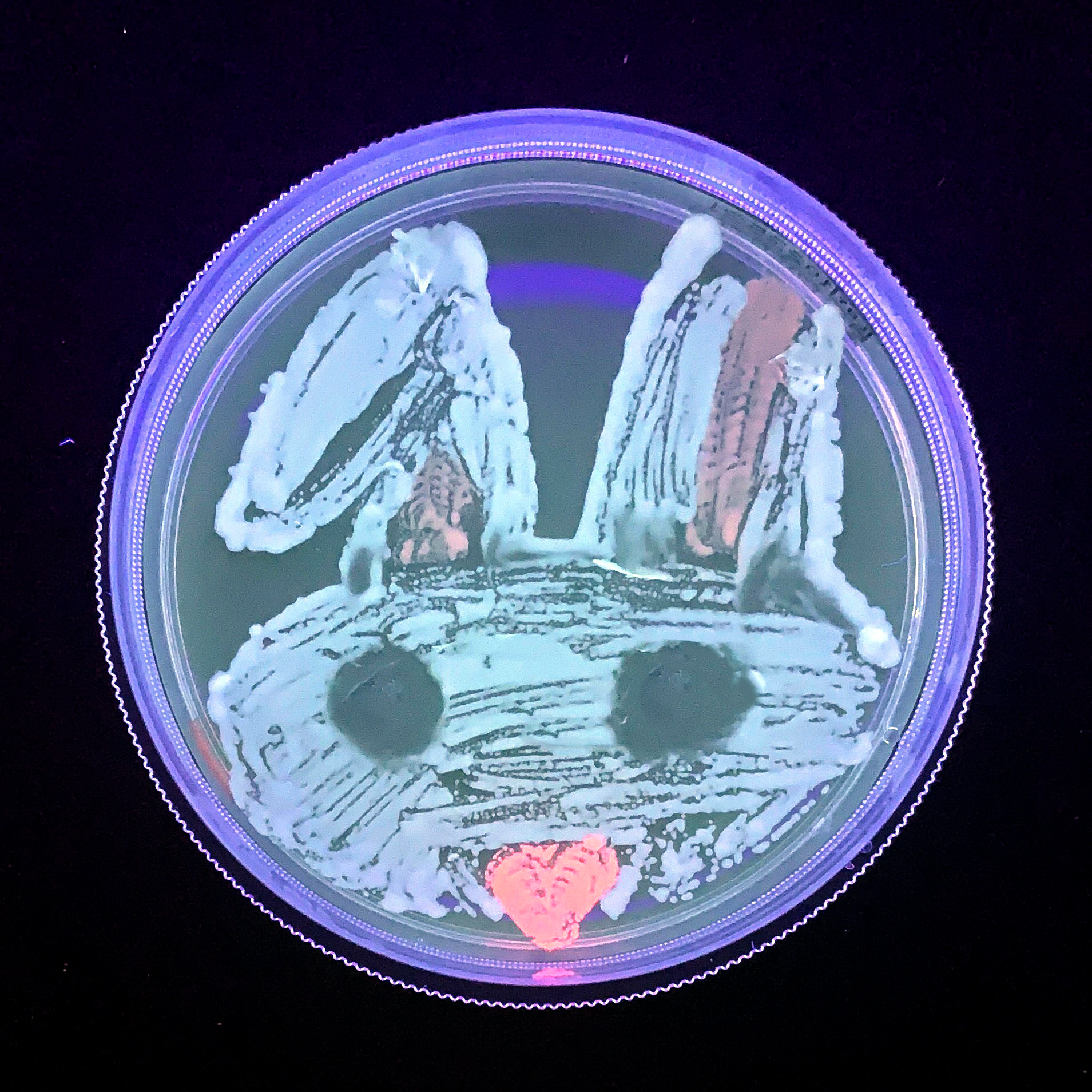 amino_labs_colored_yeast_agar_art_petri_dish_under_black_light.jpg