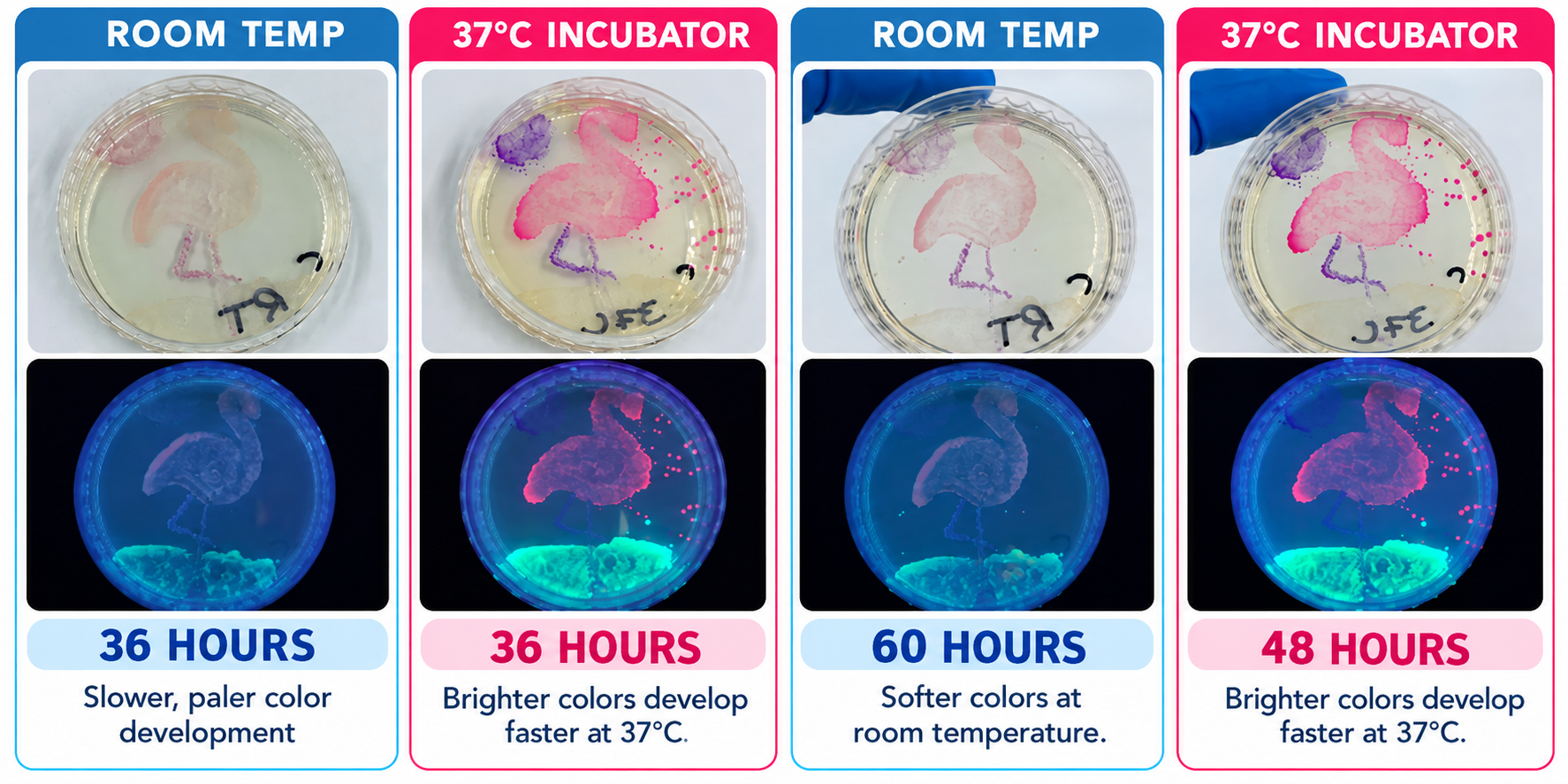 aminolabs_bacteriacanvas_roomtemp.png